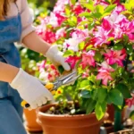 Featured image placeholder 16:9