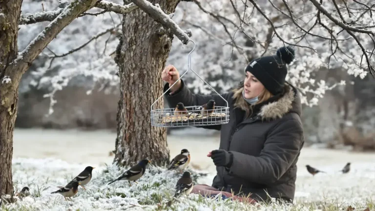 Experts zijn het erover eens dat het voeren van vogels in de winter met alledaagse voorwerpen hun natuurlijke gedrag kan verstoren en soms hun situatie kan verergeren.